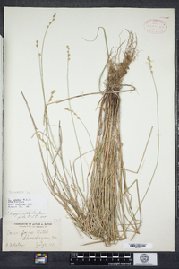 Carex foenea image