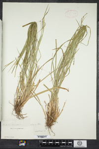 Carex gracillima image