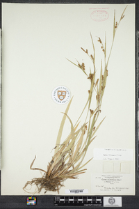 Carex granularis image