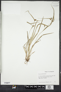 Carex amphibola image