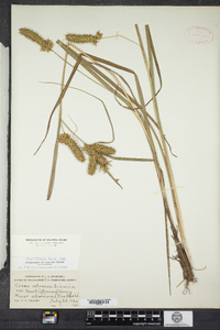 Carex hartii image