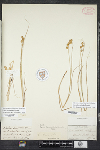 Carex hormathodes image