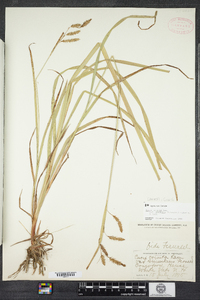 Carex gynandra image