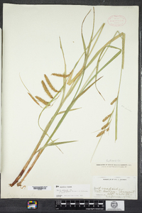 Carex gynandra image