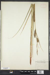 Carex lacustris image