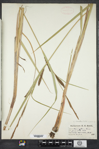 Carex lacustris image