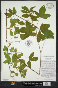 Rubus setosus image