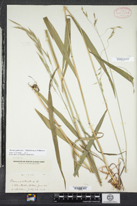 Bromus pubescens image