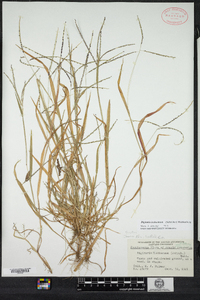 Digitaria ischaemum image