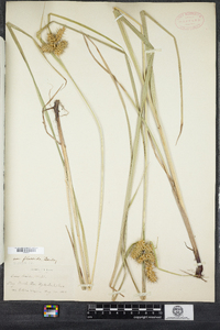 Carex lurida image