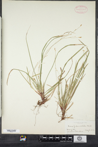 Carex pedunculata image