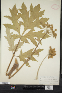 Heracleum sphondylium image