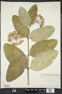 Asclepias syriaca image