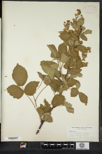 Rubus allegheniensis image