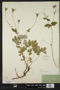 Aquilegia canadensis image