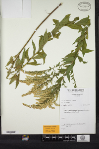 Solidago rugosa image