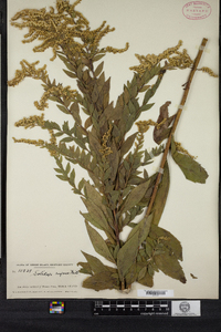 Solidago rugosa image