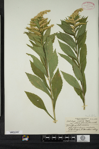 Solidago rugosa image