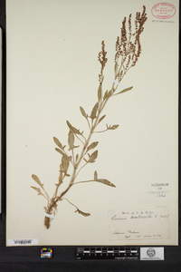 Rumex acetosella image