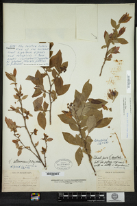 Vaccinium corymbosum image