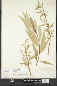 Salix rubens image