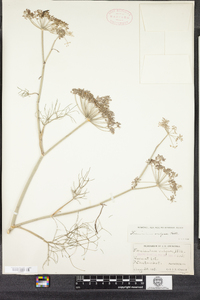 Foeniculum vulgare image