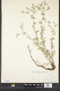 Potentilla argentea image