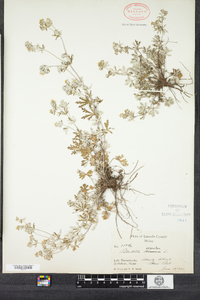 Potentilla argentea image