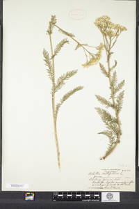 Achillea millefolium image