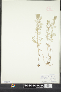 Artemisia pontica image