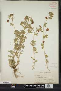 Trifolium aureum image