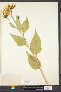 Helianthus tuberosus image