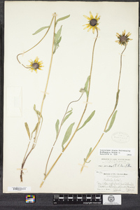 Rudbeckia hirta image