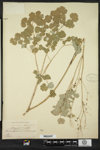 Thalictrum dioicum image