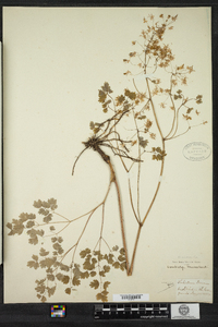 Thalictrum dioicum image