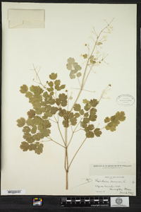 Thalictrum dioicum image