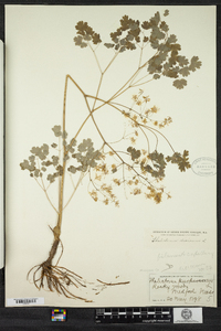 Thalictrum dioicum image