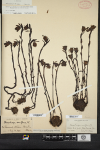 Monotropa uniflora image