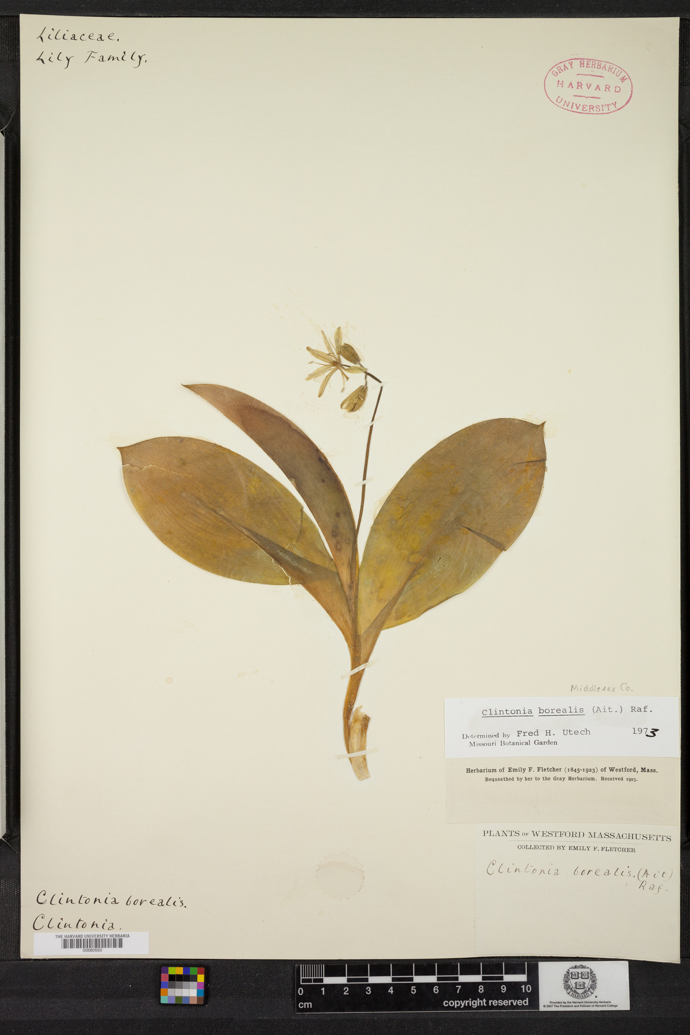 Clintonia image