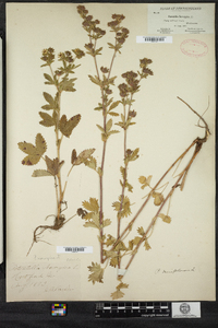 Potentilla norvegica image