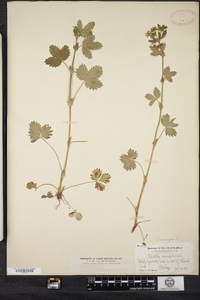 Potentilla norvegica image