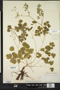 Thalictrum dioicum image