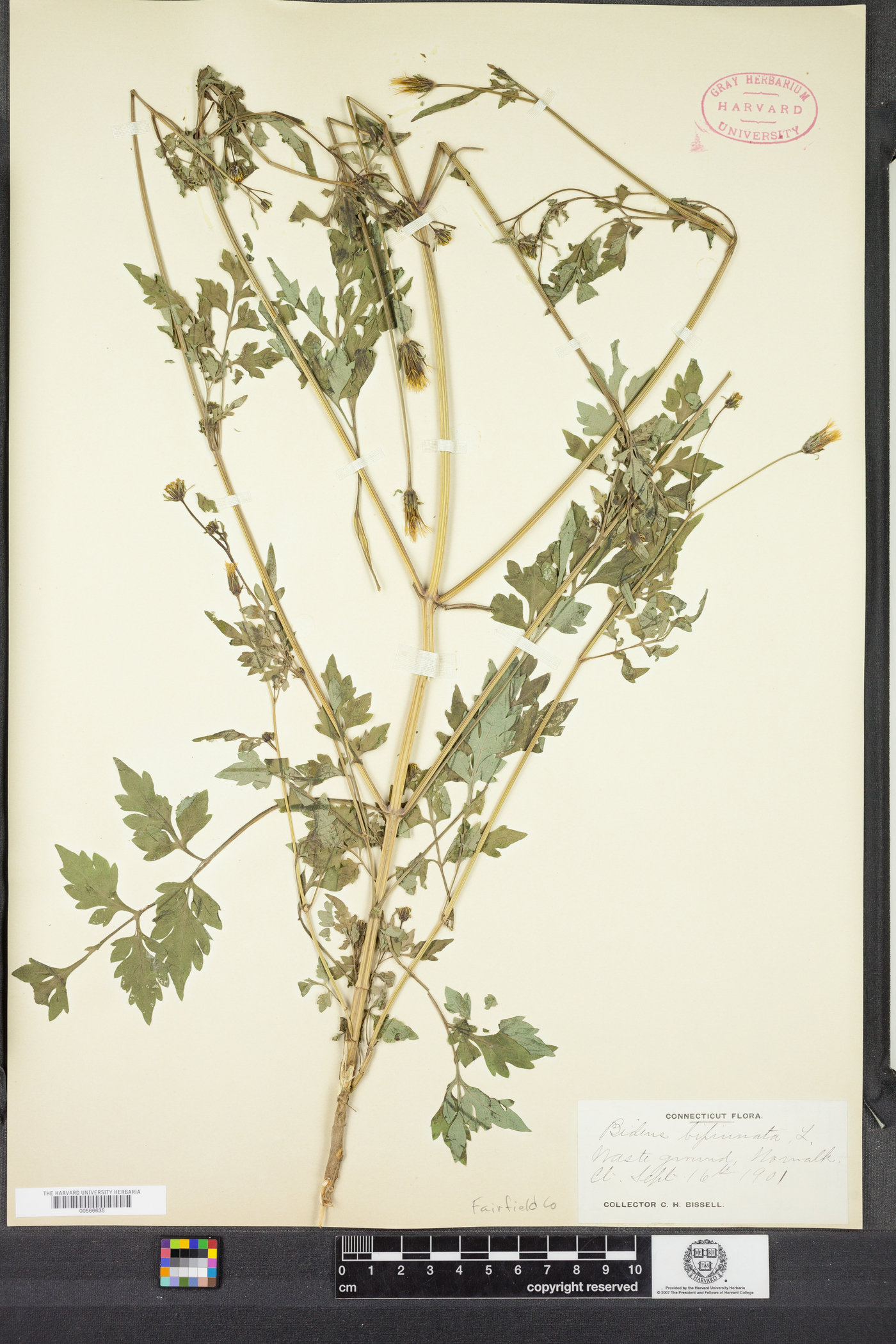 Bidens bipinnata image