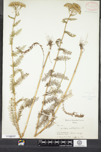 Achillea millefolium image