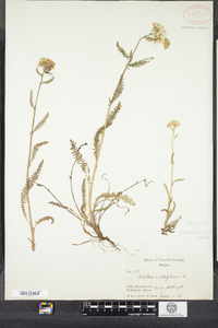 Achillea millefolium image