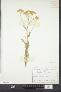 Achillea millefolium image