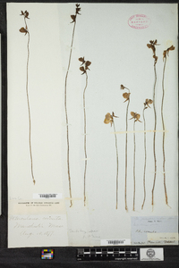 Utricularia cornuta image