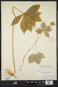 Medeola virginiana image