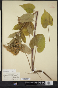 Eurybia macrophylla image