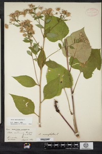 Eurybia macrophylla image